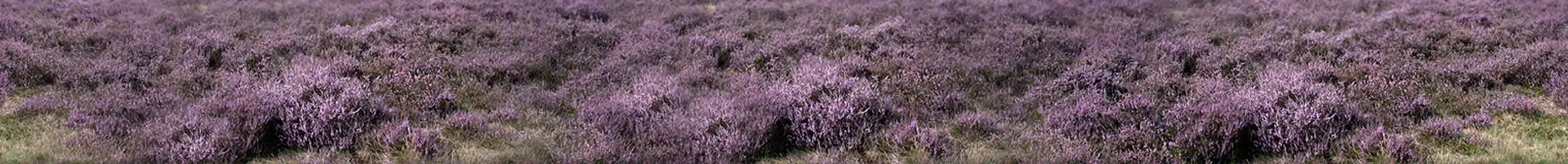auke.nl - Edese heide