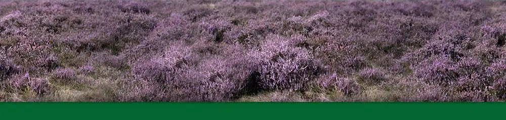 auke.nl - Edese heide