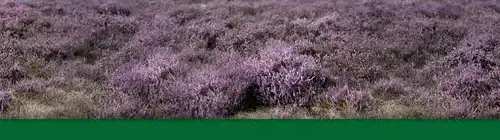 auke.nl - Edese heide